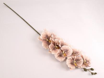 Orchidėjos šaka