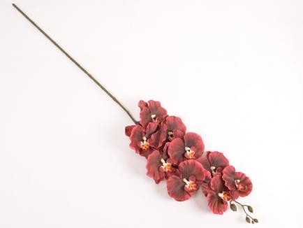 Orchidėjos šaka DKFU-43