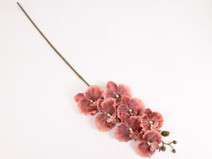 Orchidėjos šaka MA-13