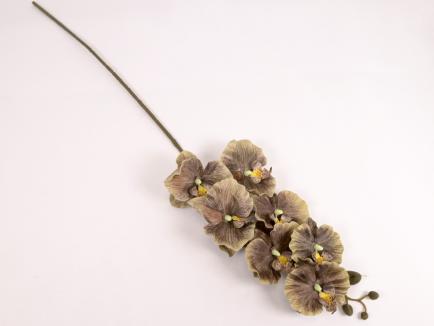 Orchidėjos šaka