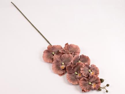 Orchidėjos šaka