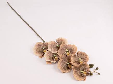Orchidėjos šaka BR-1