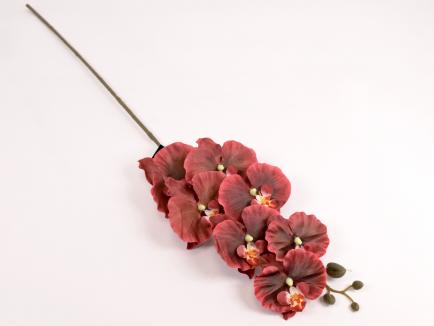 Orchidėjos šaka