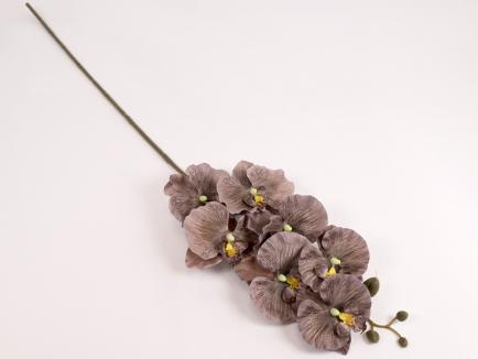 Orchidėjos šaka