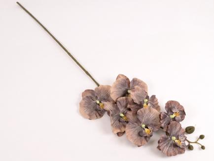 Orchidėjos šaka