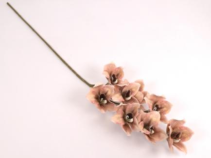 Orchidėjos šaka