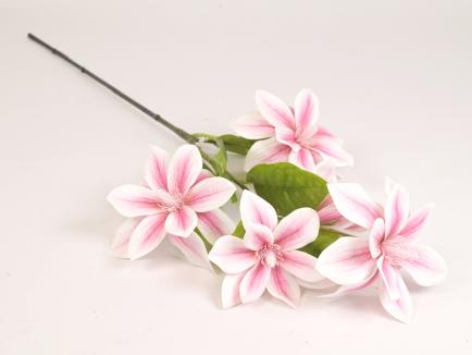Magnolijos šaka