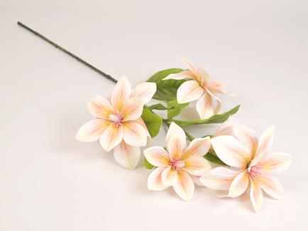 Magnolijos šaka