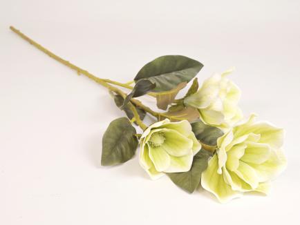 Magnolijos šaka GN