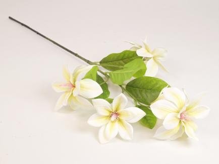 Magnolijos šaka