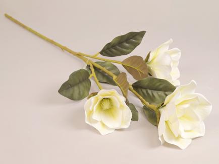 Magnolijos šaka CR