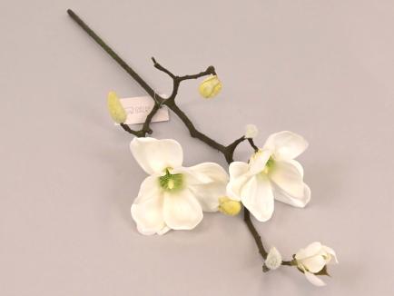 Magnolijos šaka