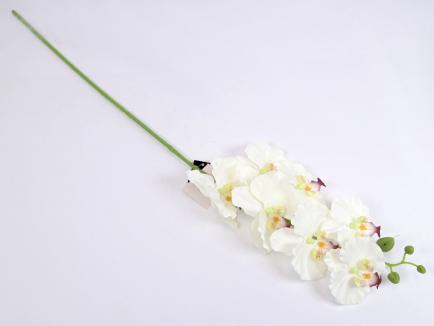 Orchidėjos šaka