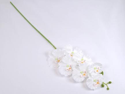 Orchidėjos šaka